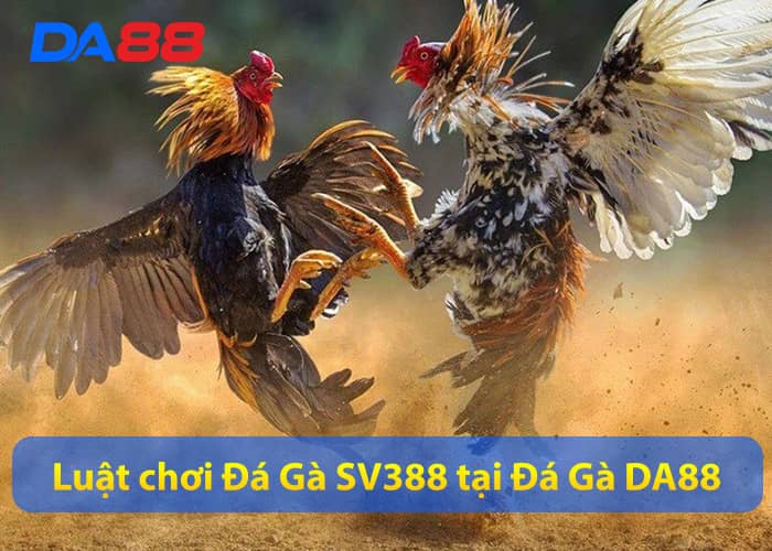 Luật chơi Đá Gà SV388 tại Đá Gà DA88